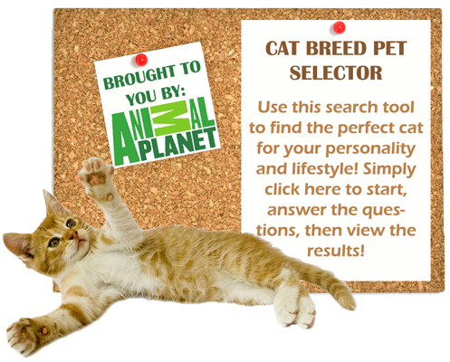cat-breed-pet-selector