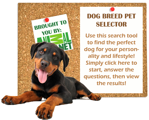 dog-breed-pet-selector